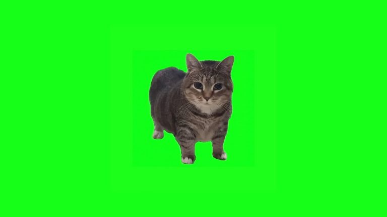 W&Amp;W - Oiia Oiia (Spinning Cat) 9 W&Amp;W - Oiia Oiia (Spinning Cat)